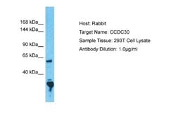 CCDC30 Rabbit anti-Human, Polyclonal, Novus Biologicals 0.1 mL | Buy Online | Novus Biologicals | Fisher Scientific